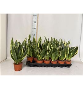 Pl. sanseveria futura 35cm x18 - SANFUT18935
