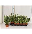 Pl. sanseveria futura 35cm x18 - SANFUT18935