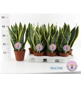 Pl. sanseveria futura 40cm x7 - SANFUT71445