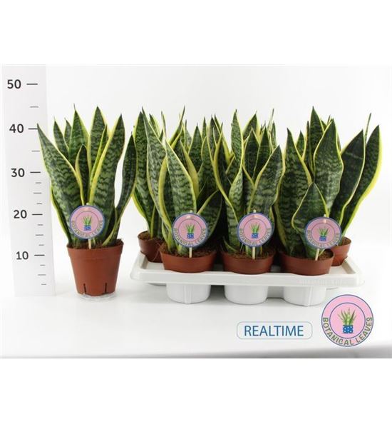 Pl. sanseveria futura 40cm x7 - SANFUT71445