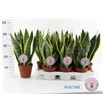 Pl. sanseveria futura 40cm x7 - SANFUT71445