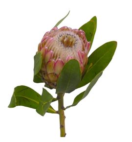 Protea susara 60 - PROSUS