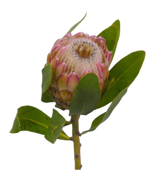Protea susara 60 - PROSUS