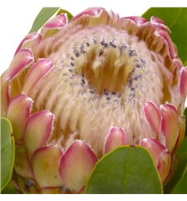 Protea susara 60 - PROSUS