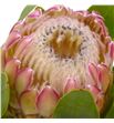 Protea susara 60 - PROSUS1