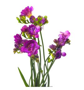 Fresia purple king 54 - FREPURKIN