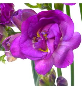 Fresia purple king 54 - FREPURKIN