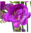 Fresia purple king 54 - FREPURKIN1