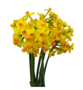 Narciso soleil d´or 45 - NARSOLDOR