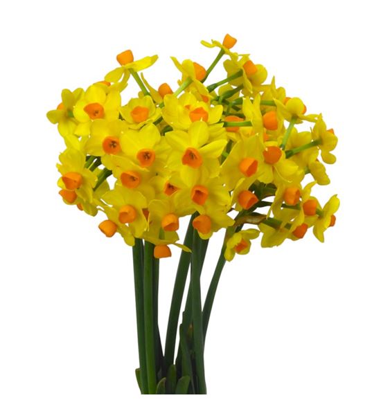 Narciso soleil d´or 45 - NARSOLDOR