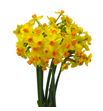 Narciso soleil d´or 45 - NARSOLDOR