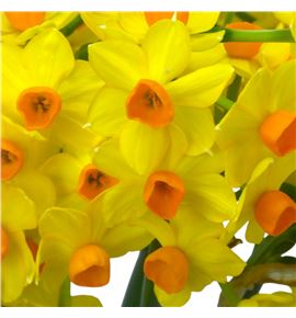 Narciso soleil d´or 45 - NARSOLDOR