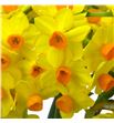 Narciso soleil d´or 45 - NARSOLDOR1