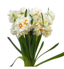 Narciso wiston churchill 45 - NARWILCHU