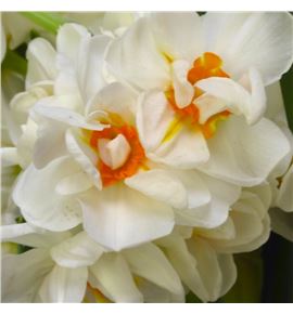 Narciso wiston churchill 45 - NARWILCHU