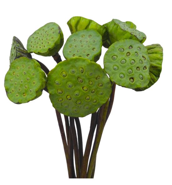Lotus nelumbo nicifera 60 - LOTNELNIC