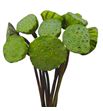 Lotus nelumbo nicifera 60 - LOTNELNIC