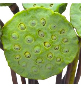 Lotus nelumbo nicifera 60 - LOTNELNIC