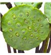 Lotus nelumbo nicifera 60 - LOTNELNIC1