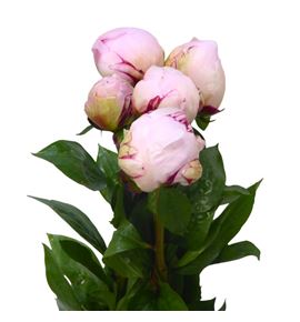 Paeonia reine hortense x5 60 - PAEREIHOR