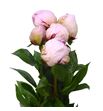 Paeonia reine hortense x5 60 - PAEREIHOR