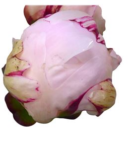 Paeonia reine hortense x5 60 - PAEREIHOR