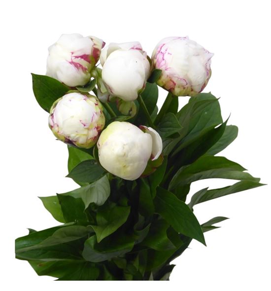Paeonia snow mountain x5 55 - PAESNOMON