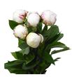 Paeonia snow mountain x5 55 - PAESNOMON