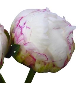 Paeonia snow mountain x5 55 - PAESNOMON