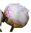 Paeonia snow mountain x5 55 - PAESNOMON1