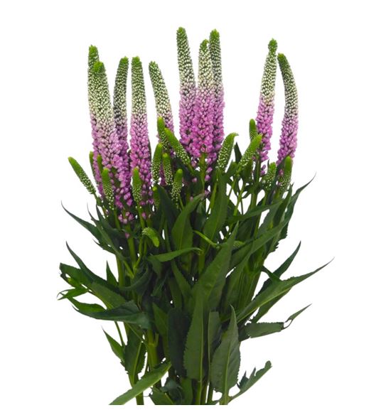 Veronica clea roswitha 60 - VERCLEROS