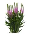 Veronica clea roswitha 60 - VERCLEROS