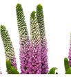 Veronica clea roswitha 60 - VERCLEROS1