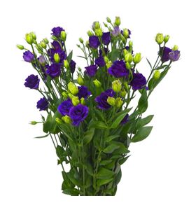 Lisianthus doublini blue 75 - LISDOUBLU
