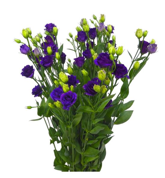 Lisianthus doublini blue 75 - LISDOUBLU