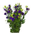 Lisianthus doublini blue 75 - LISDOUBLU