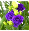Lisianthus doublini blue 75 - LISDOUBLU1