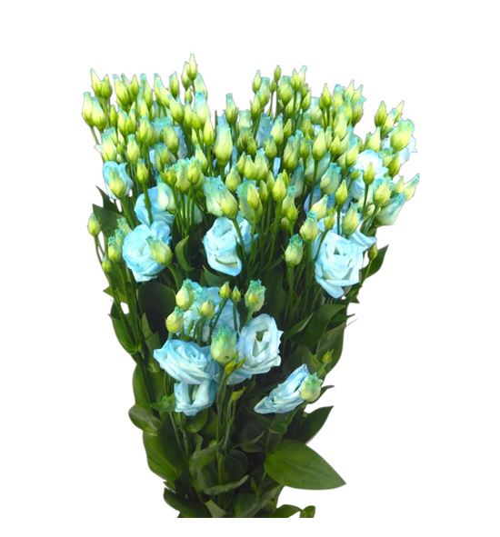 Lisianthus teñido sweet blauw 70 - LISTENSWEBLA