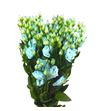 Lisianthus teñido sweet blauw 70 - LISTENSWEBLA