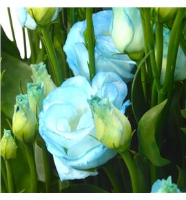 Lisianthus teñido sweet blauw 70 - LISTENSWEBLA