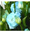Lisianthus teñido sweet blauw 70 - LISTENSWEBLA1