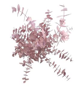Eucaliptus cinerea rosa claro - EUCINROSCLA