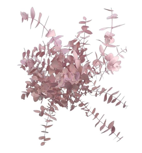 Eucaliptus cinerea rosa claro - EUCINROSCLA