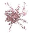 Eucaliptus cinerea rosa claro - EUCINROSCLA