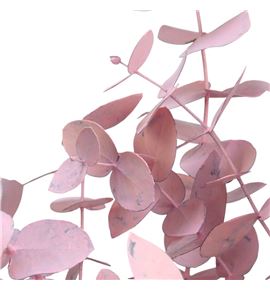 Eucaliptus cinerea rosa claro - EUCINROSCLA