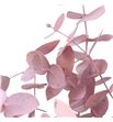 Eucaliptus cinerea rosa claro - EUCINROSCLA1
