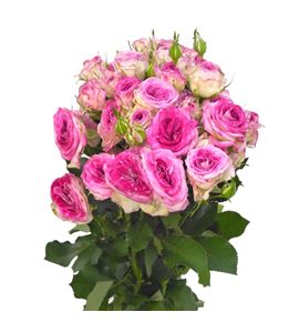 Rs ramificada rose bonbon 60 - RTRROSBON