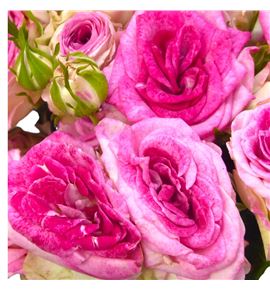 Rs ramificada rose bonbon 60 - RTRROSBON