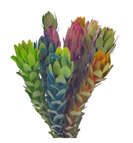 Leuca nervosum 60 - LEUNER