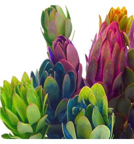 Leuca nervosum 60 - LEUNER